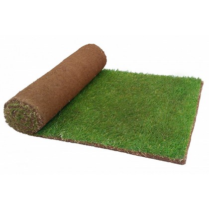 Arena Turf Arena Turf