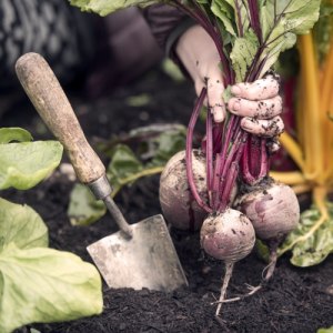 Create a Vegetable Patch