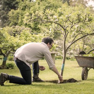 Plant a Tree